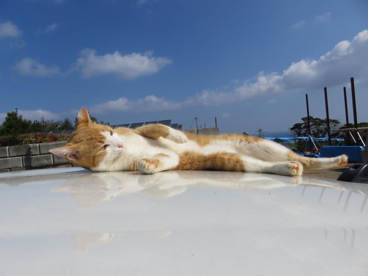 Okinawa Freedom Villa นาคิจิน ภายนอก รูปภาพ