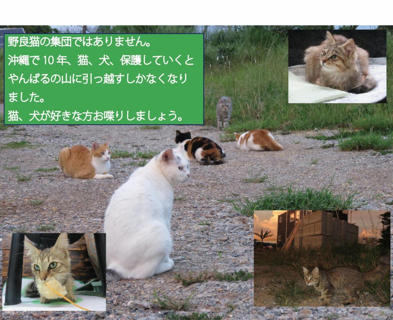 Okinawa Freedom Villa นาคิจิน ภายนอก รูปภาพ