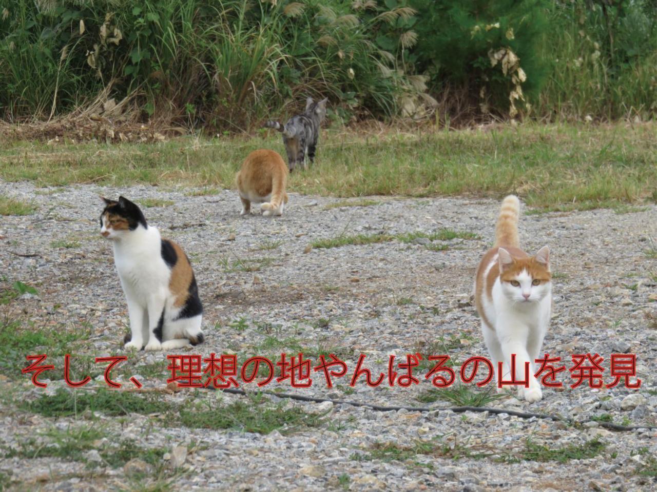 Okinawa Freedom Villa นาคิจิน ภายนอก รูปภาพ